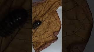 콩벌레를 데려왔다.낙엽을 먹는다고 해서(네이버 감사해요)같이 넣어줬다.