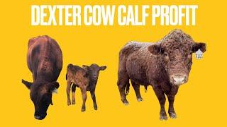 Dexter Cow Calf Profit