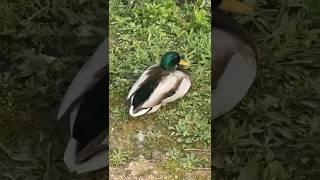 Ducks cutely resting  #ducks #duckling #pond #duckvideos