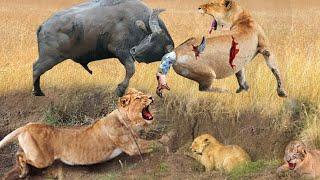 Unbelievable! Brave Buffalo Fights Madly Kills Lions - Lion vs Buffalo