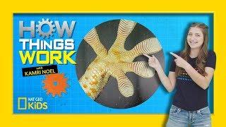 How Gecko Feet Work | How Things Work with Kamri Noel