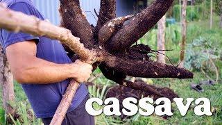 Everything you need to know about Cassava