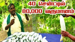 40 சென்ட்டில் 80000 வருமானம்... அள்ளிக் கொடுக்கும் புடலை. | Snake gourd Harvesting | Malarum Bhoomi