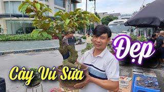 SH.9241. Dạo chơi chợ cây cảnh Vạn Phúc gặp cây Vú Sữa bonsai đẹp.