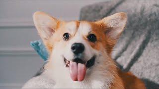 Corgi Dog Breed Info