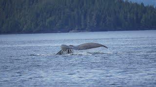 Vancouver Island 9. Telegraph Cove & whale watching Prince of Whales.  11 de mayo de 2023