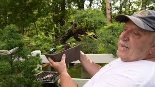 Canadian Bonsai Master David Easterbrook Presents His Legacy