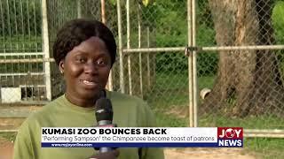 Kumasi zoo bounces back: 'Performing Sampson' the Chimpanzee become toast of patrons