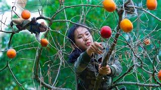 Pick Persimmons and Dig up Tubers For Reserve Food/ The Journey to Build a Farm, Part 6