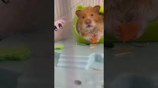 My cute hamster 