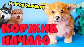 Все серии подряд КОРГИ КОРЖИК НАЧАЛО и ПРОДОЛЖЕНИЕ! (Корги Коржик) Говорящая собака