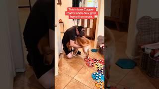 HAPPY DOG DAD DAY!  #shorts #dogshorts #talkingdog #smartdog