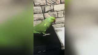 طوطی سخنگوtaking parrot