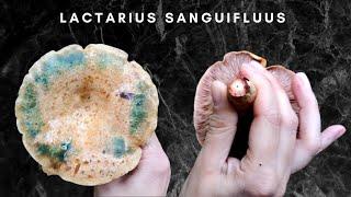 LACTARIUS SANGUIFLUUS, TI HO SCOVATO!