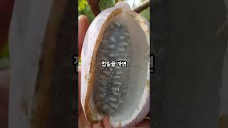 한국의 토종 과일 '으름'