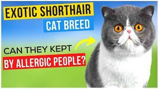 The Exotic Shorthair Cat Breed Information and its Personality Traits