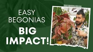 4 Begonias That Prove Everyone Wrong!  Houseplant Heroes! 