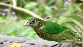 Green Catbird