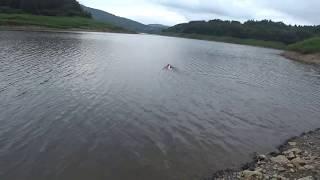 Gundog Training, Brittany: long distant swimming