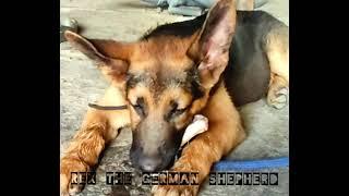 Rex the German shepherd# cloud break Production# Rick'sbest mate!