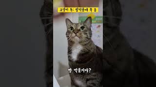 이 고양이는 배가 고픕니다 #shorts