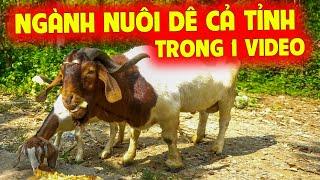 QUÁ TUYỆT VỜI VỚI NHỮNG KINH NGHIỆM NUÔI DÊ HỮU ÍCH TẠI TỈNH HÒA BÌNH