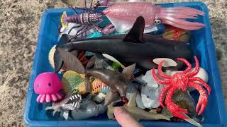 River Adventure - Finding Sea Animal Toys for Kids