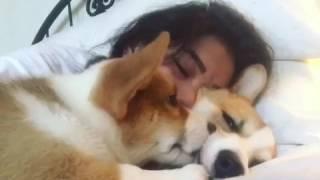 Corgi Enjoys Cuddles