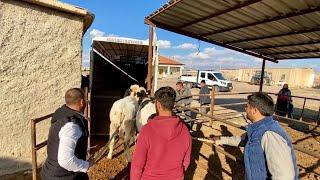 Anadolu’da, Avrupa Gibi Köy Hayatı~ İnek Satımı ve Yükleme