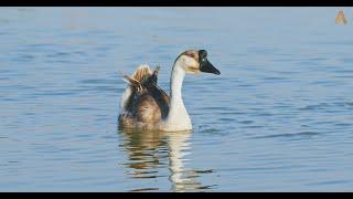 Animalia - Birds grace Al Qudra lakes