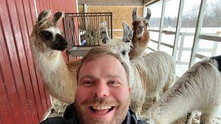 Our Southwest Michigan Llama Adventure!