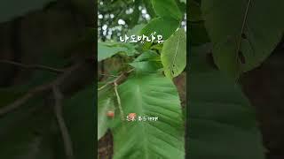 나도밤나무  [나도밤나무과]