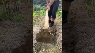 ST 590311746797 mini rotary tillage and ridging all-in one tree