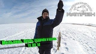 Мелькень. Окунь , судачёк и щучка 11/03/14 KAMFISH