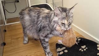 Mom Cat Wants to Move Her Kittens?!