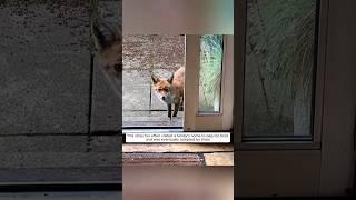 This starving stray fox has been adopted by a kind family, and then...