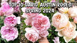 Top 10 David Austin Roses for Spring 2024! My Pick!