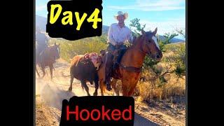 Day 4 horse got hooked roping Big Bulls