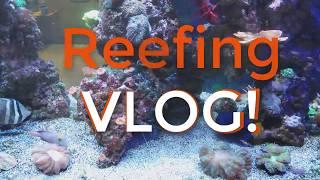 Reefing Vlog .   The Beginning of Coralust Reef Solutions