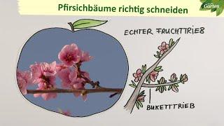 Einen Pfirsichbaum richtig schneiden | MDR Garten