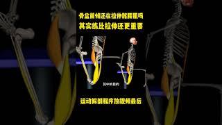 骨盆前倾要不要拉伸髂腰肌##运动解剖 #健身干货 #健身教学
