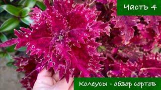 #4 Колеусы в Украине - Обзор лучших сортов, 4 серия / 2024 г. / garden coleus