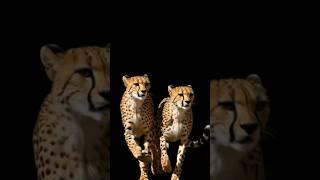 Cheetah information in english- leopard fact #trending #wildlife #animals #facts #youtubeshorts