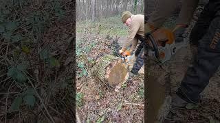 #stihl #ms362c #brennholz #firewood #wood #chainsaw #tronçonneuse #bois