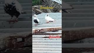 dove#matting #pigeon #kabbuter#kissing#pigeon