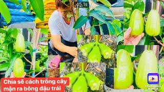 Chia sẽ cách  trồng cây mận trong chậu ra bông đậu trái..