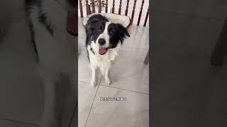 果冻：我信你个鬼！边牧 铲屎官和他的主人 养狗的乐趣 养狗经验分享 边牧果冻