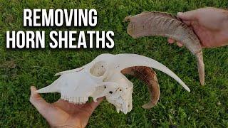 Horn Sheath Removal How-To for raw skulls (no banging!)