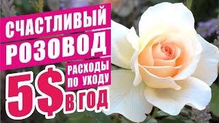САМЫЙ БЮДЖЕТНЫЙ СПОСОБ УХОДА ЗА РОЗАМИ В ТЕЧЕНИЕ ГОДА. РОЗЫ В САДУ. УХОД ЗА РОЗАМИ. УХОД БЕЗ ХИМИИ