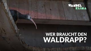 Verenas Waldis & der Wert der Vielfalt | Waldrapp Wiederansiedelung in Österreich | WANDELKLIMA